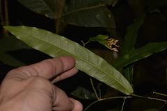 Carronia multisepalea