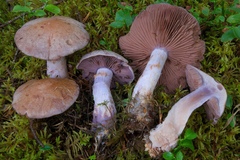 Cortinarius brunneotinctus