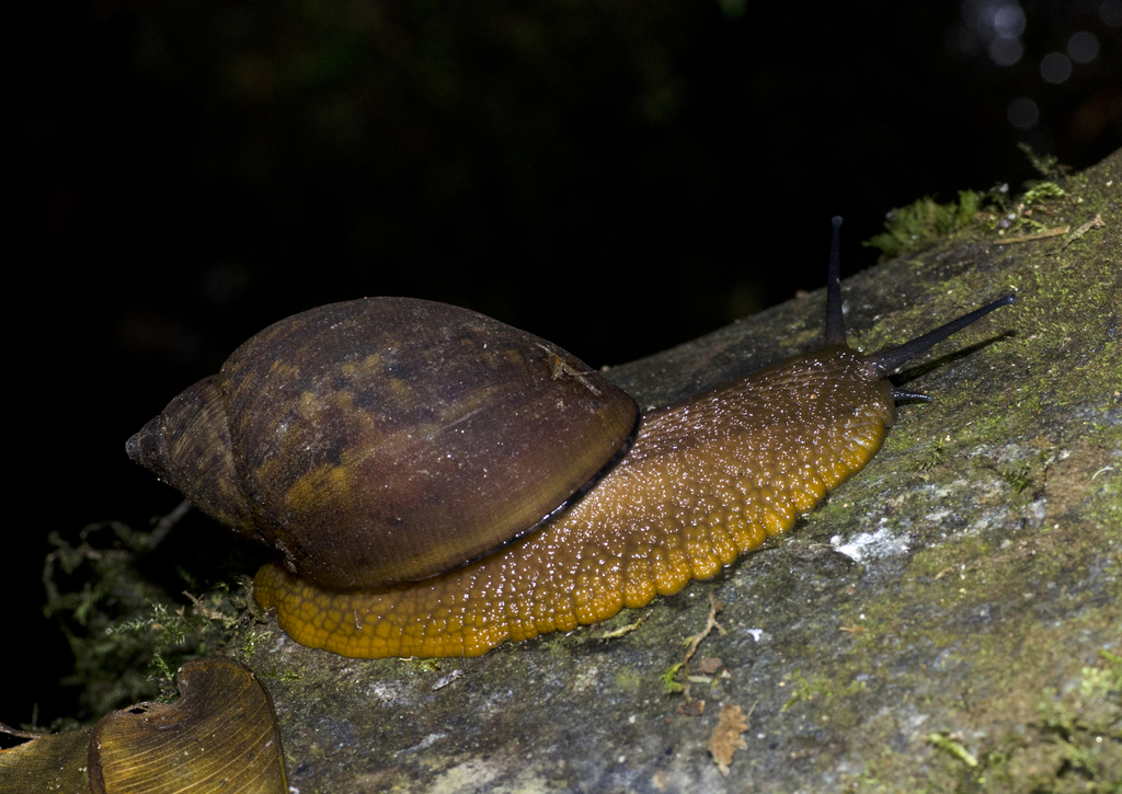 Plekocheilus