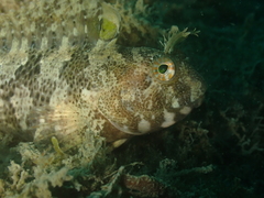 Parablennius tentacularis