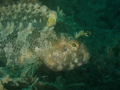 Parablennius tentacularis