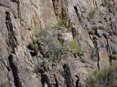 Trichocereus candicans