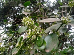 Acokanthera schimperi