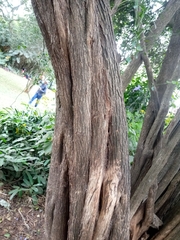 Acokanthera schimperi