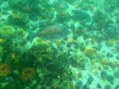 Pachymetopon blochii