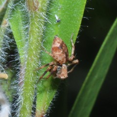 Oxyopes variabilis