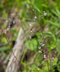 Micranthes nelsoniana