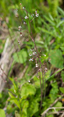 Micranthes nelsoniana