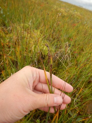 Carex aquatilis stans
