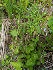 Micranthes nelsoniana