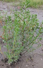 Alternanthera sessilis