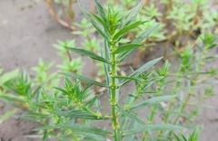 Alternanthera sessilis