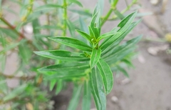 Alternanthera sessilis