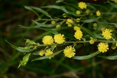 Acacia paradoxa × stictophylla