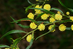 Acacia paradoxa × stictophylla