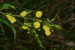 Acacia paradoxa × stictophylla