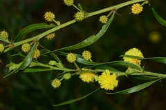 Acacia paradoxa × stictophylla
