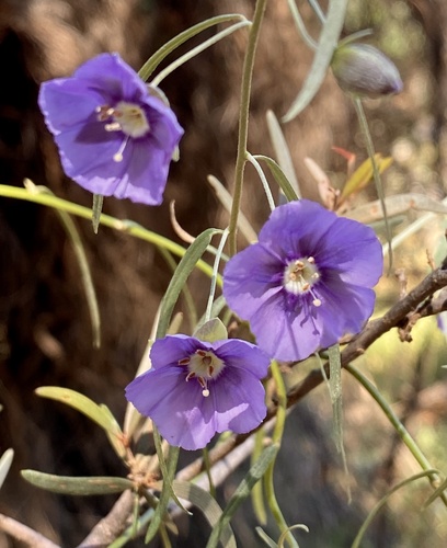 Duperreya sericea · iNaturalist