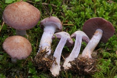 Cortinarius brunneotinctus
