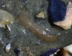 Leptoplana tremellaris