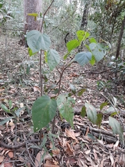 Commersonia bartramia