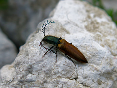Ctenicera virens