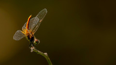 Aethriamanta brevipennis