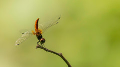 Aethriamanta brevipennis