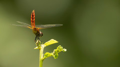 Aethriamanta brevipennis