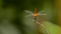 Aethriamanta brevipennis