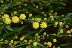 Acacia paradoxa × stictophylla