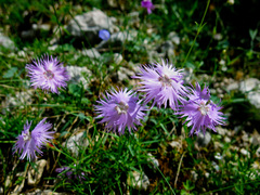 Dianthus sternbergii