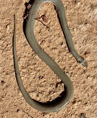 Pseudonaja modesta