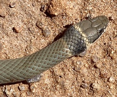 Pseudonaja modesta