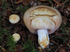 Russula crassotunicata