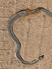 Pseudonaja modesta