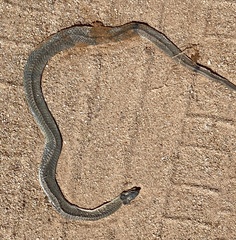 Pseudonaja modesta