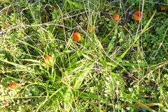 Hygrocybe calciphila