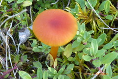 Hygrocybe calciphila