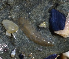 Leptoplana tremellaris