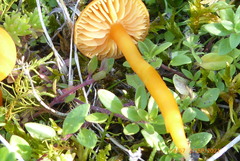 Hygrocybe calciphila