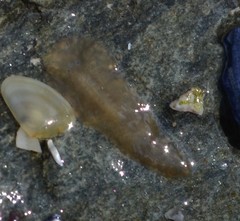 Leptoplana tremellaris