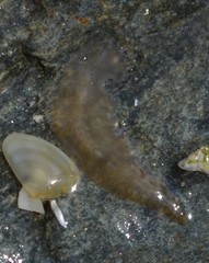 Leptoplana tremellaris