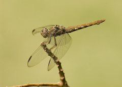 Orthemis nodiplaga