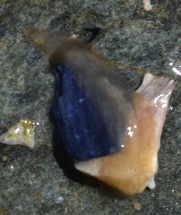 Leptoplana tremellaris