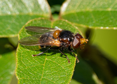 Cyphipelta rufocyanea
