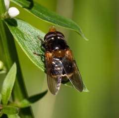 Cyphipelta rufocyanea