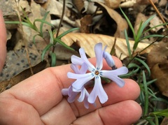 Phlox bifida