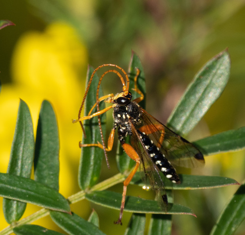 Cream-spotted Ichneumon photo 5