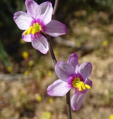 Ixia scillaris